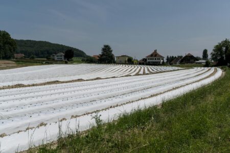 Why Carbon Credit Trading Is Creating New Revenue Streams for Small Farmers Expansive corn field with green stalks growing in rows under blue sky