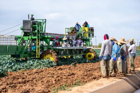 How Seasonal Worker Visa Changes Are Affecting Agricultural Labor Costs Agricultural workers harvesting crops in a large farm field