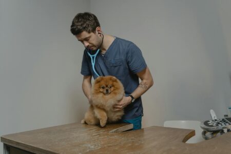 How Private Equity Firms Are Buying Up Veterinary Clinic Chains Modern veterinary clinic interior with examination table and medical equipment
