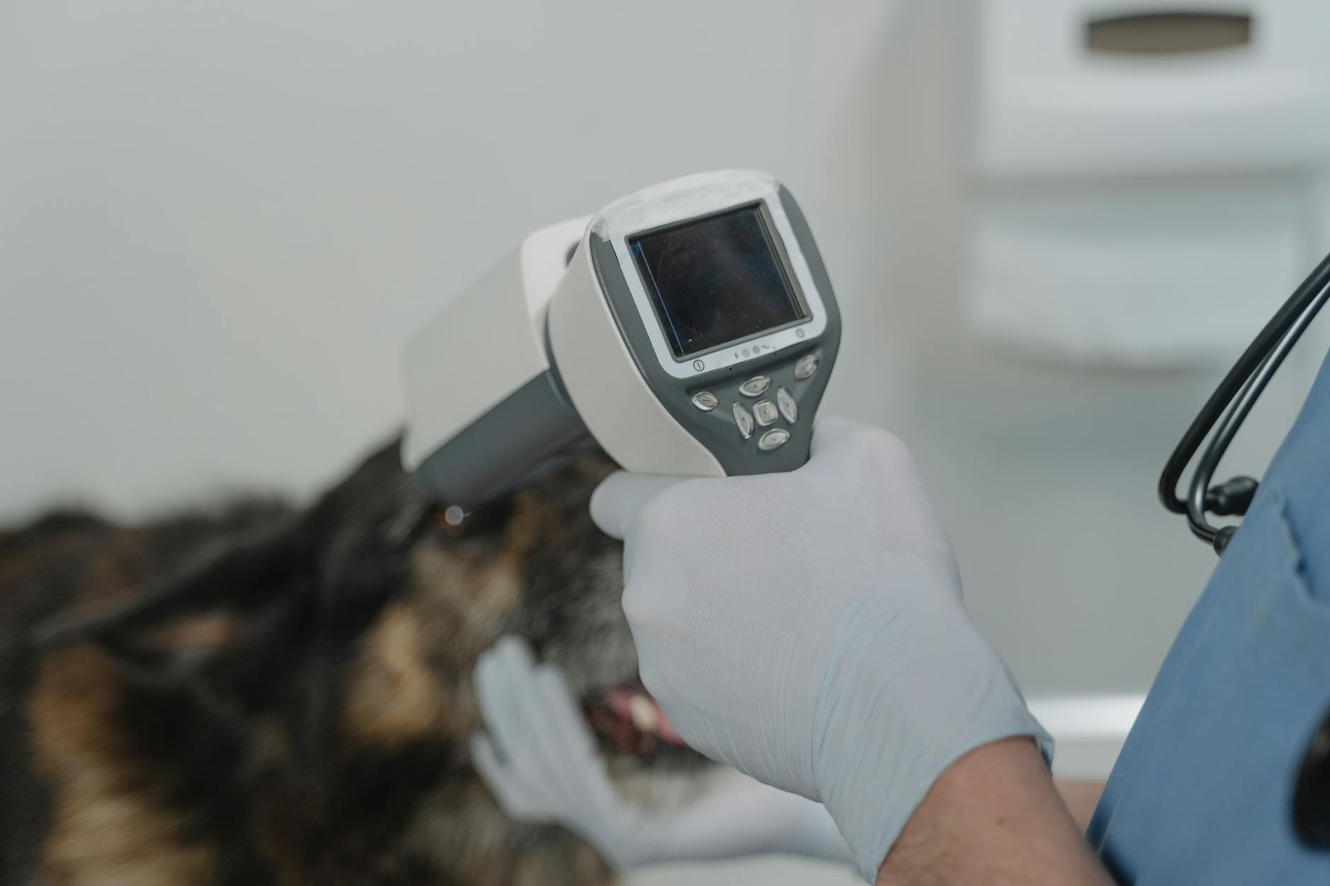 Professional veterinarian examining pet during medical checkup showing healthcare benefits