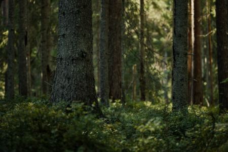 Dense forest canopy representing carbon offset project landscape