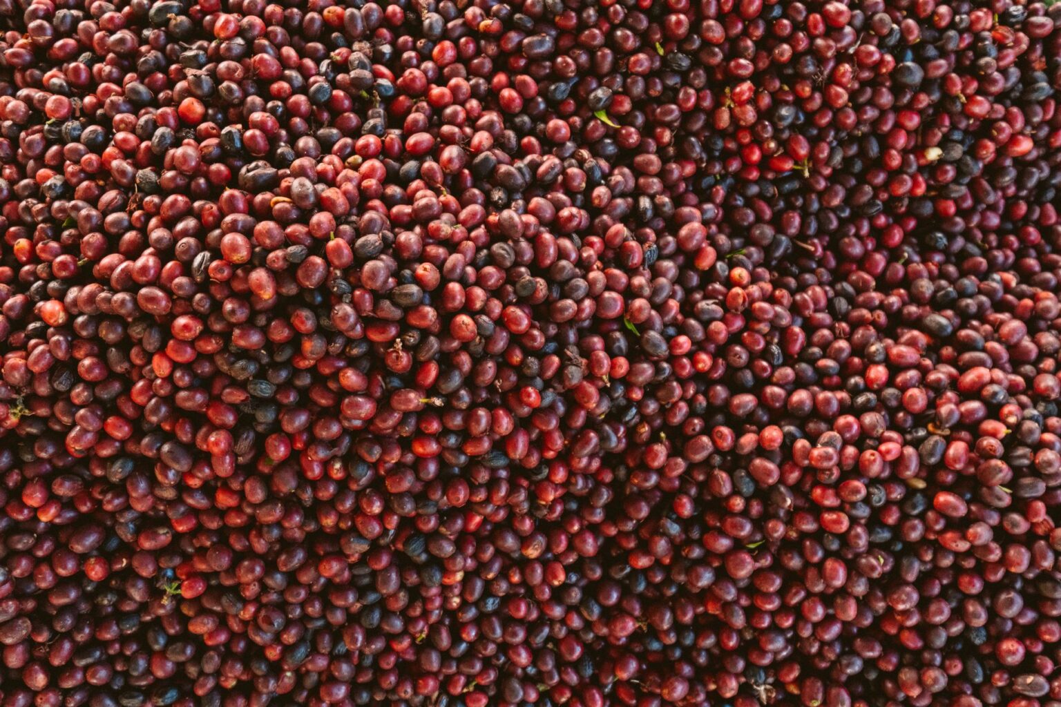 Commodity Trade Finance Lines Are Quietly Tightening on Soft Commodities Harvested coffee beans in a processing facility representing soft commodity supply chains